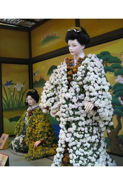 Chrysanthemum Multiflora